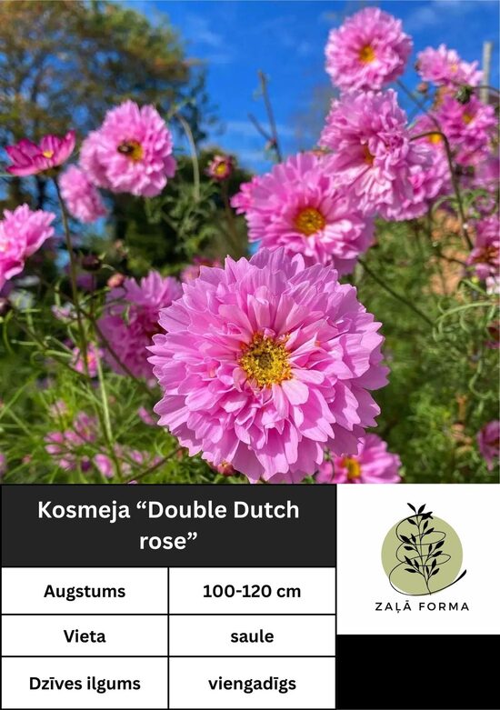 Kosmeja double dutch